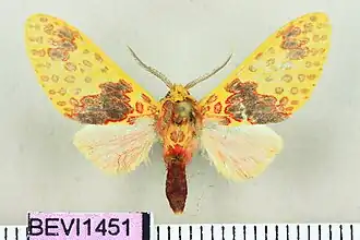 Amaxia flavipuncta