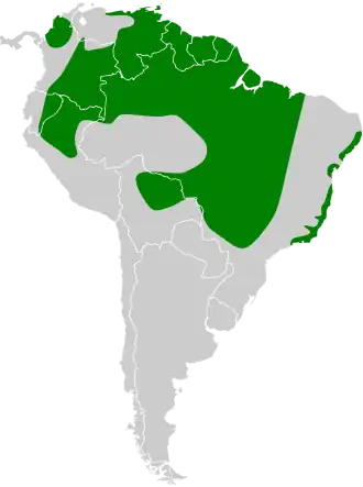 Oranjevleugelamazone