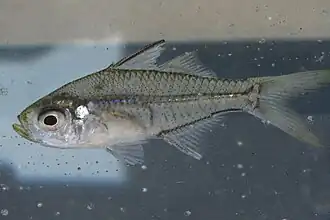 Ambassis jacksoniensis