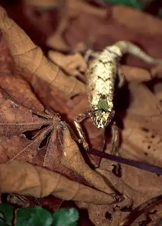 Brookesia tedi