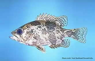 Ambloplites ariommus