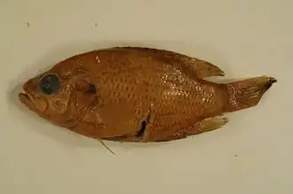 Ambloplites constellatus