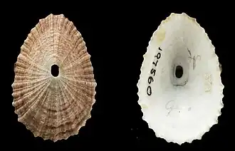 Amblychilepas compressa