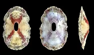 Amblychilepas crucis