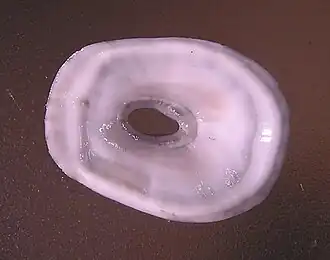 Amblychilepas javanicensis