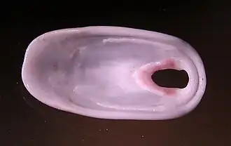 Amblychilepas oblonga