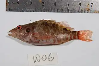 Amblycirrhitus bimacula