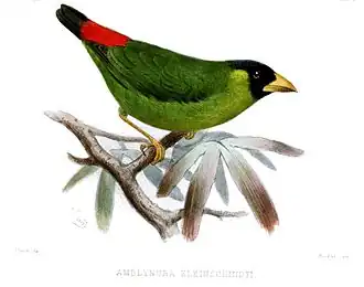 rozebekpapegaaiamadine (Erythrura kleinschmidti)