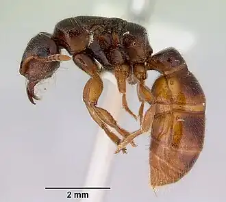 Amblyopone longidens