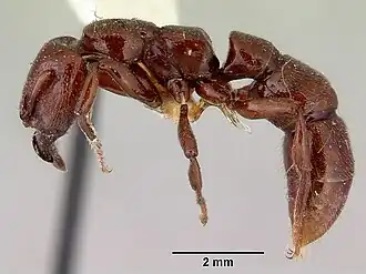 Amblyopone mercovichi