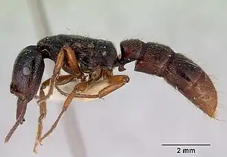 Amblyopone michaelseni