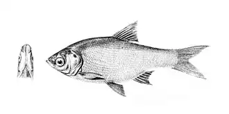 Amblypharyngodon atkinsonii