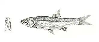 Amblypharyngodon melettinus