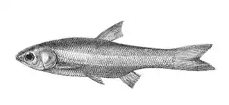 Amblypharyngodon microlepis