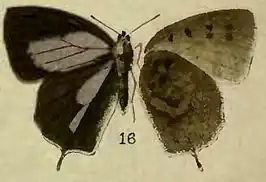 Amblypodia turbata