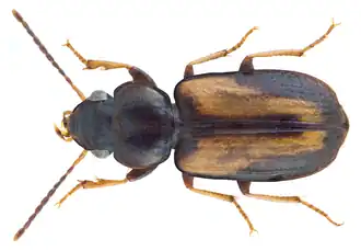 Amblystomus latefasciatus