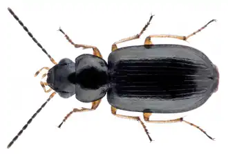 Amblystomus metrius