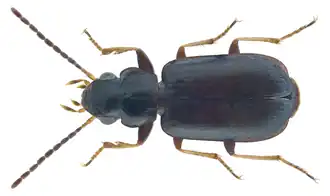 Amblystomus natalicus