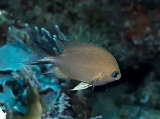 Chromis amboinensis