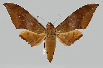 Ambulyx celebensis