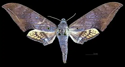 Ambulyx dohertyi ♀