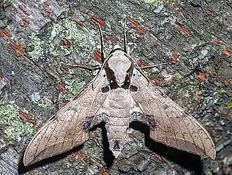 Ambulyx kuangtungensis