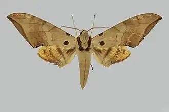 Ambulyx naessigi