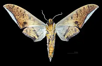 Ambulyx ochracea ♂ △