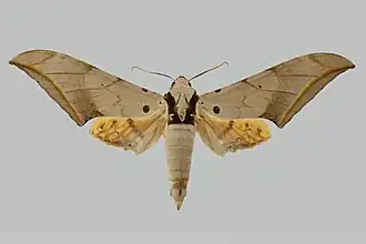 Ambulyx placida