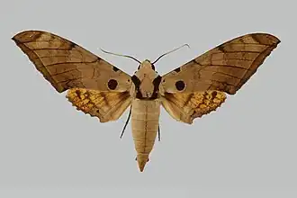 Ambulyx pseudoclavata