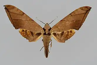 Ambulyx siamensis