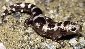Gemarmerde salamander