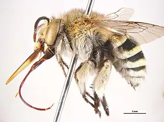 Amegilla adelaidae