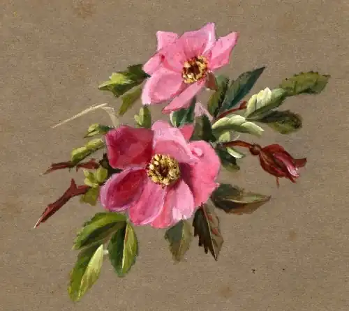 Flower Study, ca.1910