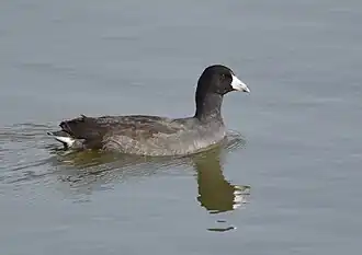 Amerikaanse meerkoet (witte onderstaartdekveren)