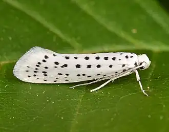 Yponomeuta multipunctella