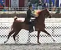 American saddlebred in galop