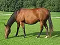 Een quarter horse in de weide