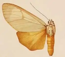 Amerila bipartita