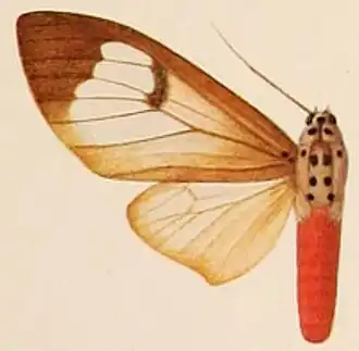 Amerila omissa