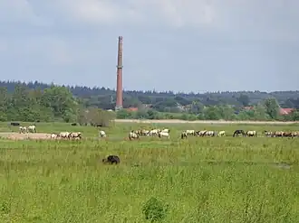 Amerongse Bovenpolder met paarden en runderen