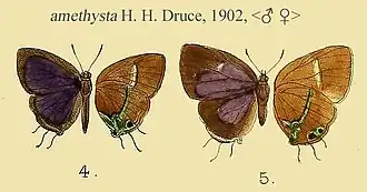 Horaga amethystus