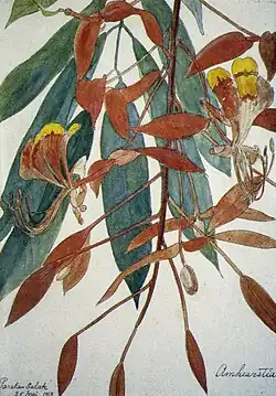 Amherstia (1913)