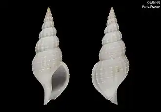 Amiantofusus gloriabundus