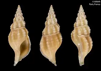 Amiantofusus pacificus