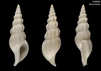 Amiantofusus sebalis