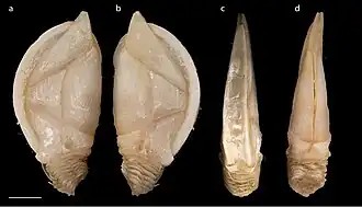 Amigdoscalpellum costellatum