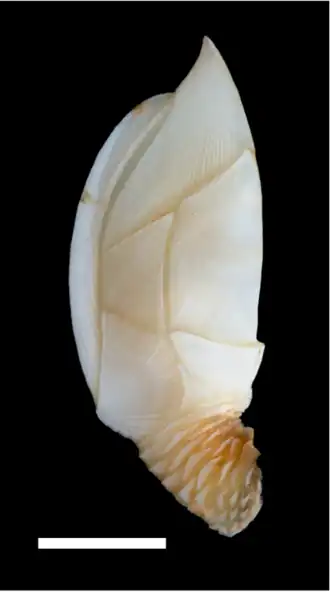 Amigdoscalpellum vitreum