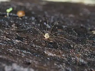 Amilenus aurantiacus