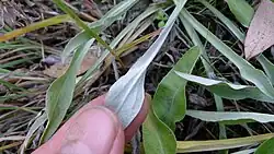 Behaarde rozetbladeren